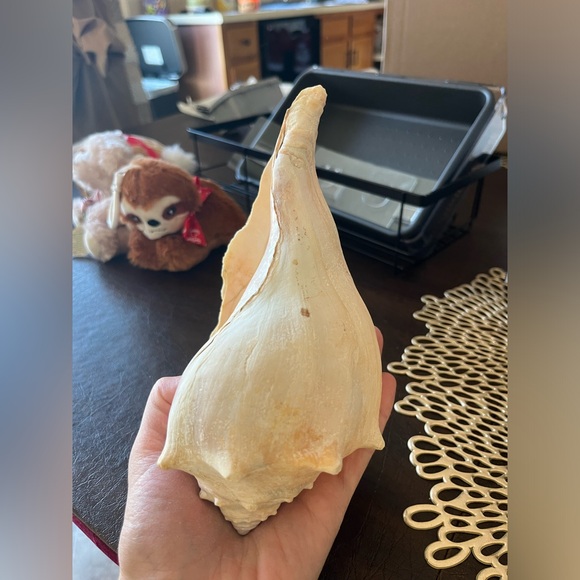 CONCH SHELL - Picture 5 of 8